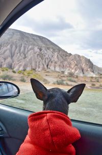 Dog sitting in car