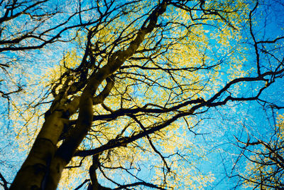 Low angle view of trees against clear sky