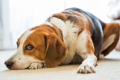 Close-up of dog resting