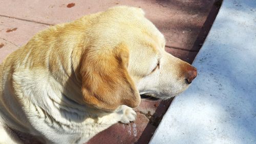High angle view of dog sleeping