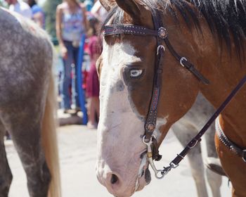 Close-up of horse in ranch with a different colored eye