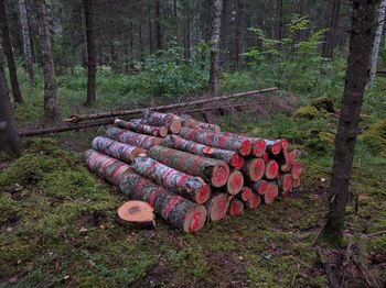 Stack of firewood by trees in forest