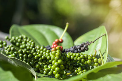 Close-up of fruits