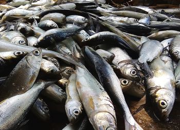 High angle view of fish for sale in market