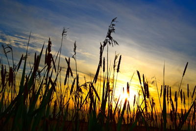 Close-up of stalks in field against sunset sky