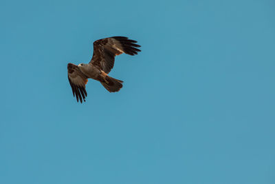 Low angle view of eagle flying against clear blue sky