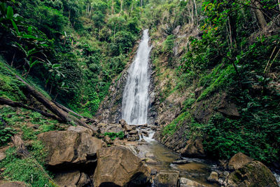 Scenic view of waterfall in forest