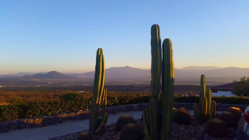 Cactus growing on field against sky during sunset