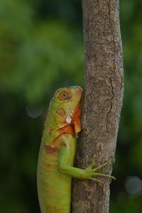 Close-up of lizard on tree trunk