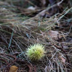 Close-up of dandelion