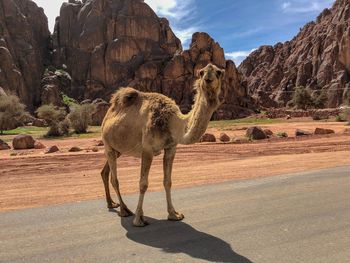 Full length of a horse standing on rock