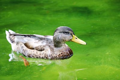 Close-up of duck swimming in lake