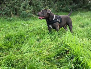 Dog in a field