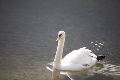 Close-up of swan swimming in lake