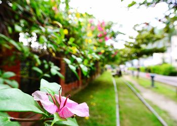 Close-up of pink flowers blooming outdoors