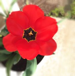 Close-up of red flowers