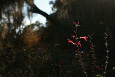 Close-up of red flower tree