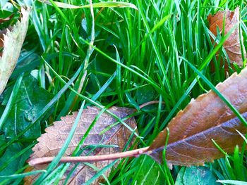 Close-up of fresh green plant