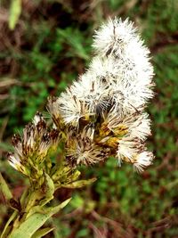 Close-up of white flowers