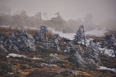 View of trees in forest during winter