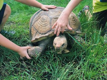 Low section of children touching tortoise on field