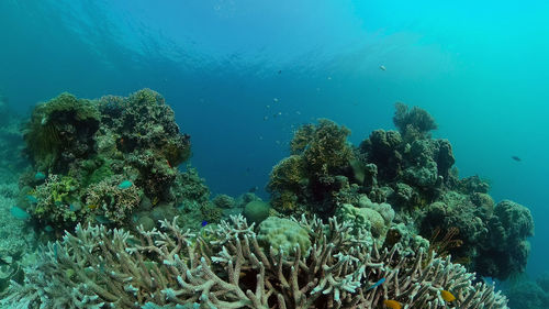 Colorful tropical coral reef. hard and soft corals, underwater landscape. 