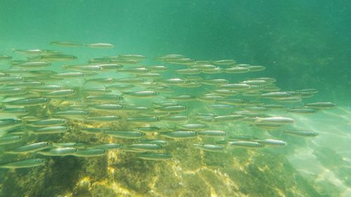 Close-up of fish in sea