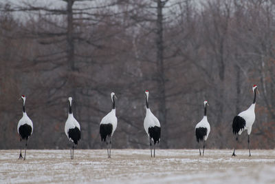 White birds perching on land during winter