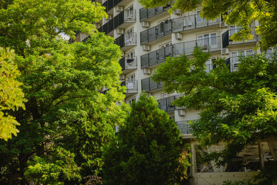 Low angle view of trees