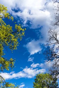 Low angle view of tree against cloudy sky