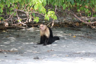 Monkey sitting on riverbank