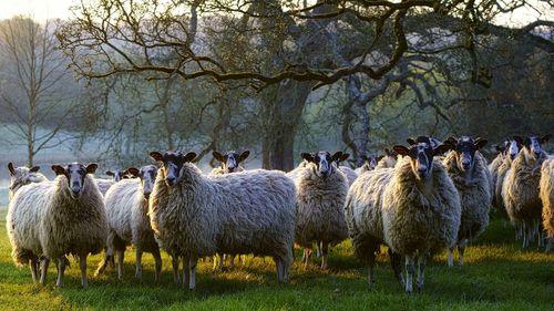 Flock of sheep on field