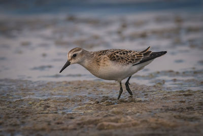 sandpiper