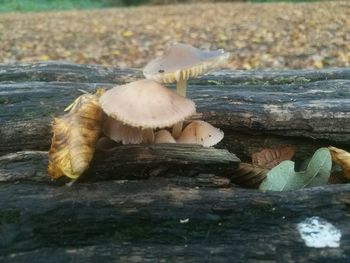 Close-up of mushroom on wood