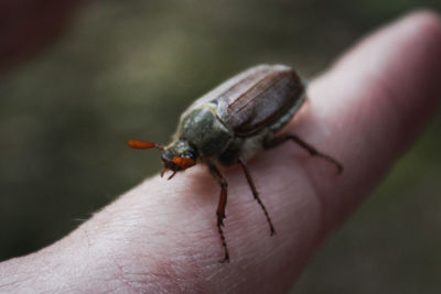 Close-up of insect on hand