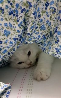 Cat relaxing on tiled floor