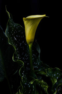 Close-up of yellow flowering plant against black background