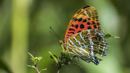 Close-up of butterfly pollinating flower