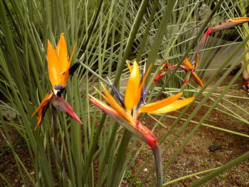 Close-up of orange flowers blooming outdoors