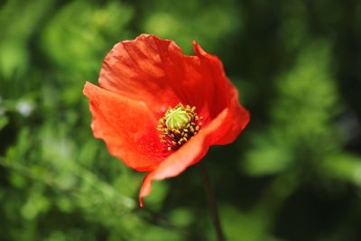 Close-up of red poppy flower