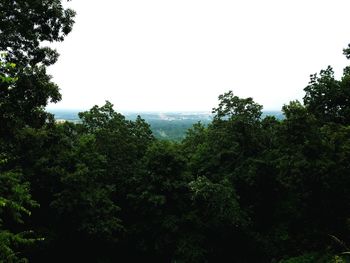 Scenic view of trees against clear sky