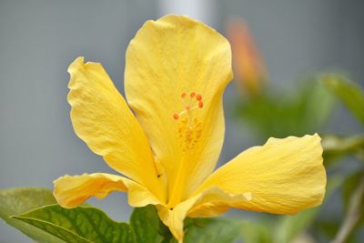 Close-up of yellow flowering plant