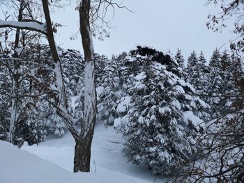 Snow covered trees in forest against sky