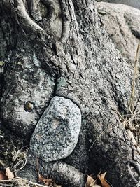 Full frame shot of tree trunk