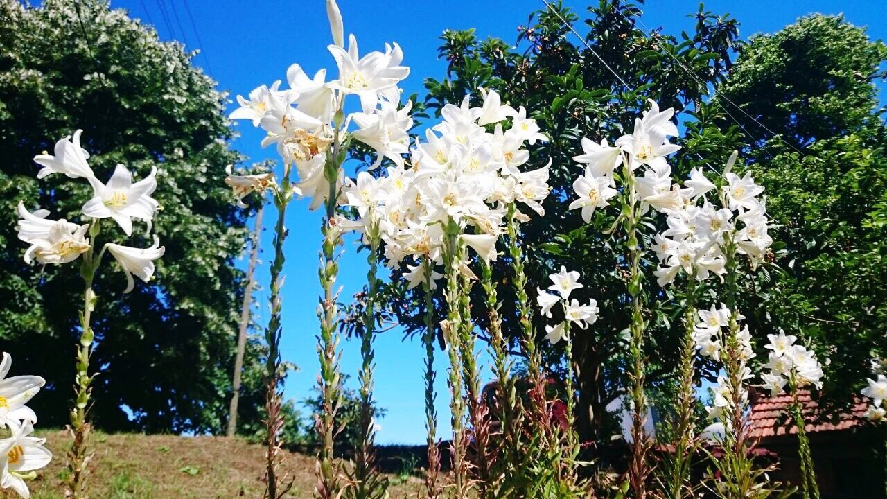 flower, growth, fragility, nature, tree, beauty in nature, freshness, plant, white color, no people, day, blossom, petal, blue, blooming, outdoors, green color, springtime, flower head, close-up, sky