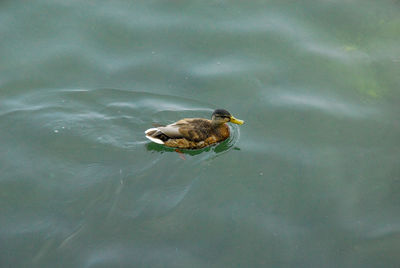 High angle view of mallard duck swimming in lake