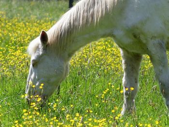 Full length of a horse on field