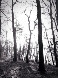 Bare trees in forest