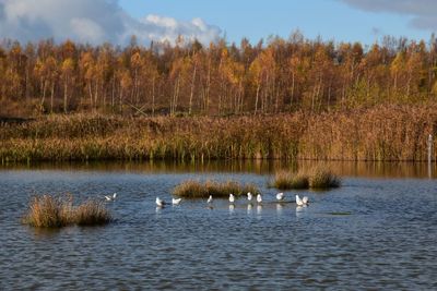Scenic view of seagulls on lake with trees in autumn colours