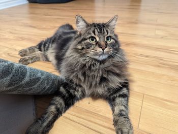 Portrait of cat sitting on hardwood floor